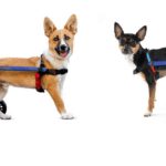 best Dog Wheelchairs for travel