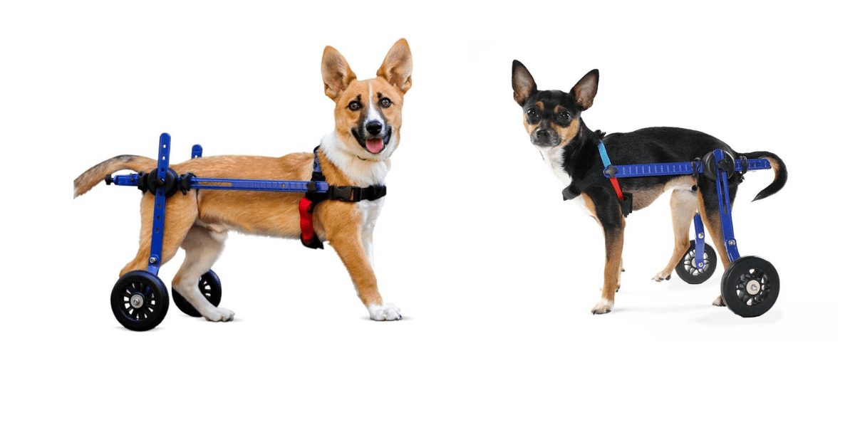 best Dog Wheelchairs for travel