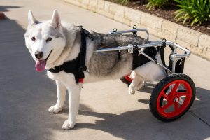 Best Friend Mobility Dog Wheelchair